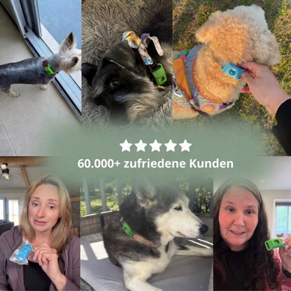 Natürlicher Floh- und Zecken-Tag für Hunde