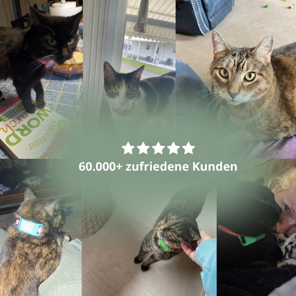 Natürlicher Floh- und Zecken-Tag für Katzen