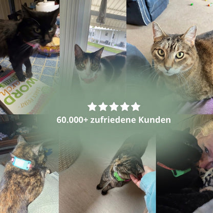 Natürlicher Floh- und Zecken-Tag für Katzen