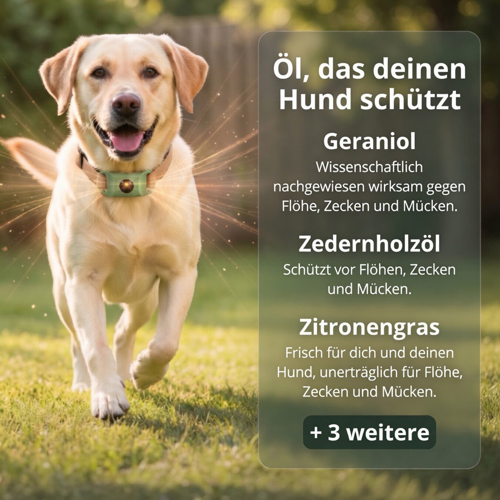 Natürlicher Floh- und Zecken-Tag für Hunde